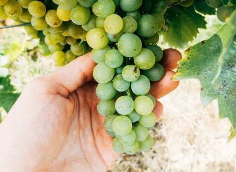 Yo soy la verdadera vid