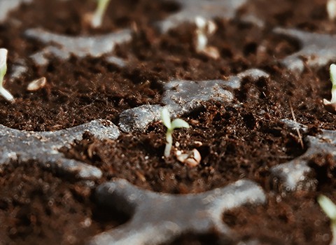 La semilla va creciendo sin que él sepa cómo