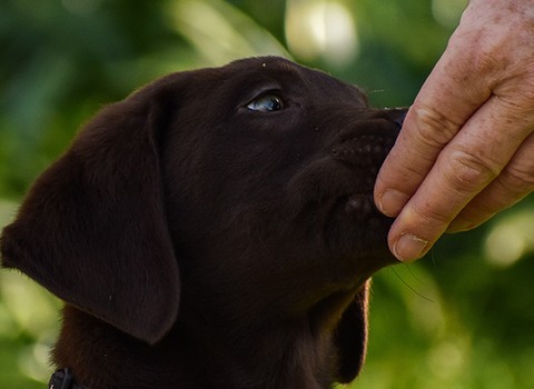 No está bien echar a los perros el pan de los hijos