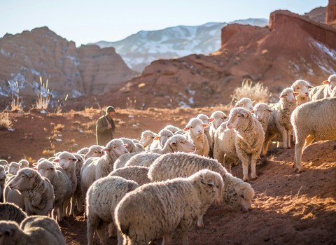 Yo doy la vida eterna a mis ovejas