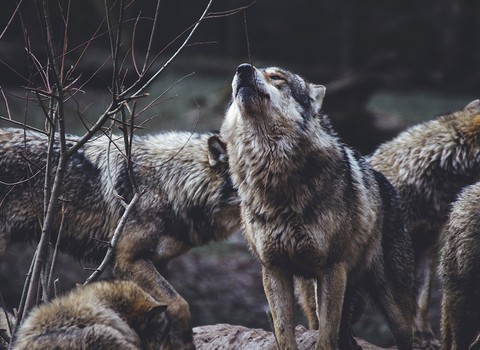 Mirad que os mando como corderos en medio de lobos