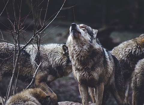 Os mando como corderos en medio de lobos