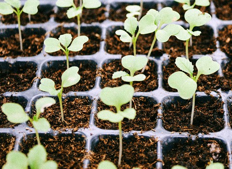 La guardan y dan fruto con perseverancia