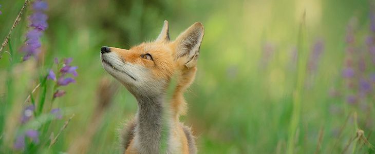 Cuento: La Zorra Cata-baixa